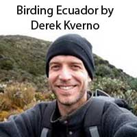 Birding Ecuador by Derek Kverno